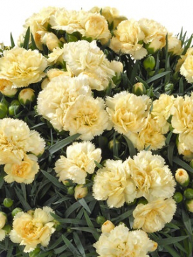DIANTHUS Super Trouper Yellow